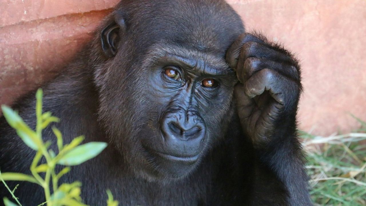 Геоложката цена на един изчезнал гигант