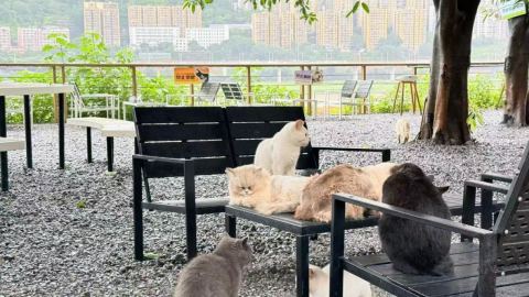 Китайските паркове за котки намират постоянни и сигурни домове за бездомните животни