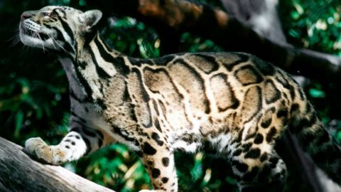 Призрачната котка на Азия, която всъщност не е леопард