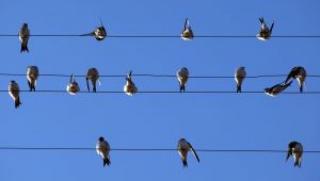 птичи грип, болест, Индия, епидемия