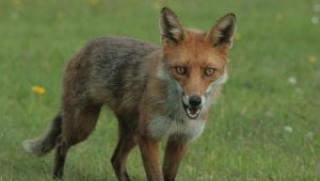 Лисица, открадна, телефон, написа, съобщение