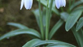 Истинска пролет, времето, Великден