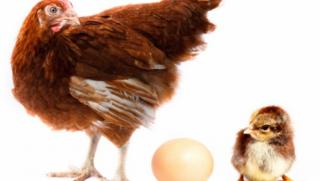 Кокошка, пиленце