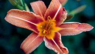 времето, слънце, топло