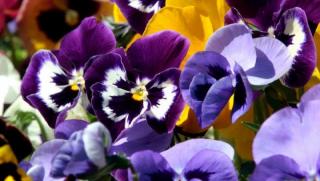 "Жълт" код, 14 области