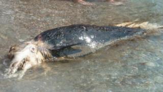 неизвестно животно, изхвърлено, турския бряг