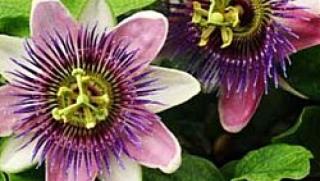 Билки, стрес, здраве, лечение