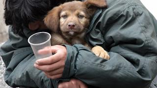 Галъп, България, бедност, доходи