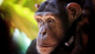 ВИЦ,Директорка, зоопарк