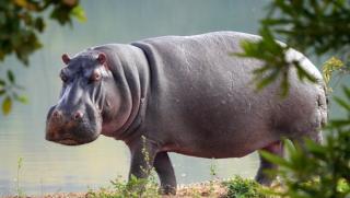 ВИЦ, Хипопотам, жаба