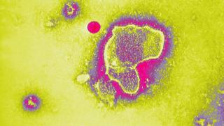 ВВС, деца, четири страни, нов респираторен вирус