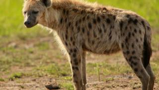 The Hill: Зоологическата градина, Денвър, коронавирус, хиени