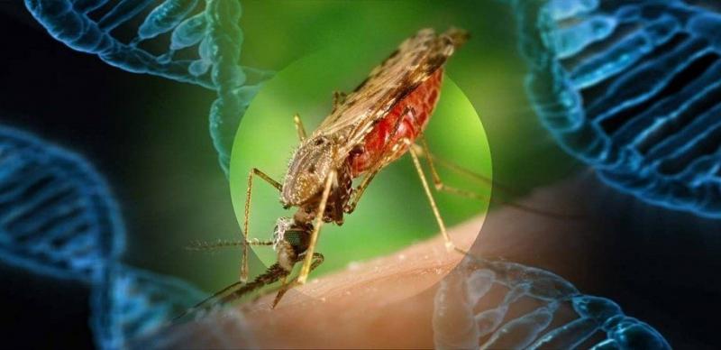 Милиони генетично модифицирани комари ще бъдат пуснати в Калифорния и