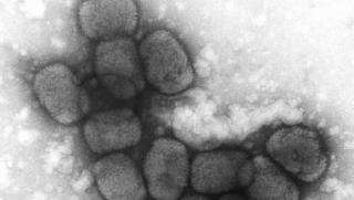 А уж че коронавирусните страсти малко утихнаха наскоро Роспотребнадзор вече