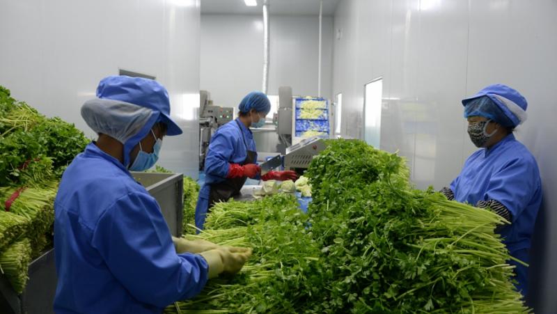 Китайски учени откриха, че пробиотик от китайска ферментирала храна е