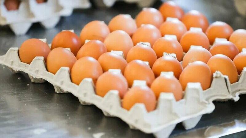 Жителите на Великобритания изпитват недостиг на кокоши яйца в някои