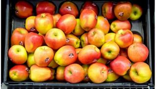 Ябълките и крушите може да са следващата дефицитна стока във