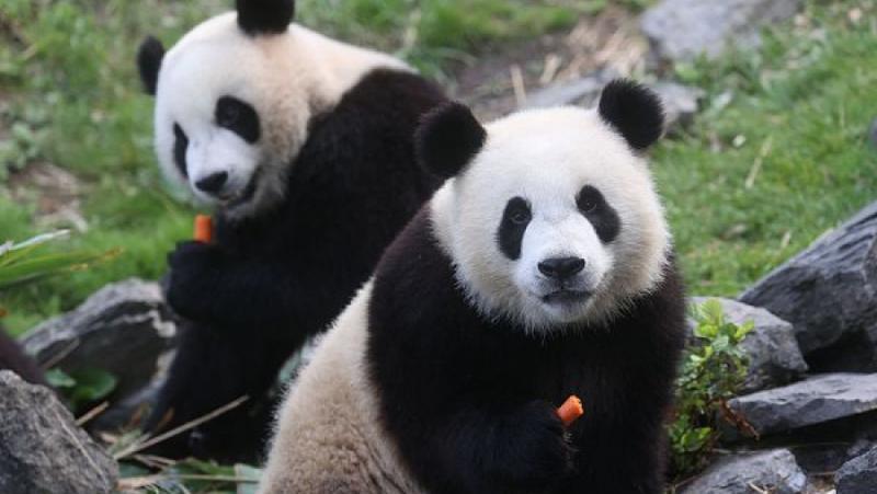 Наскоро китайският председател Си Дзинпин изпрати писмо отговор до председателя