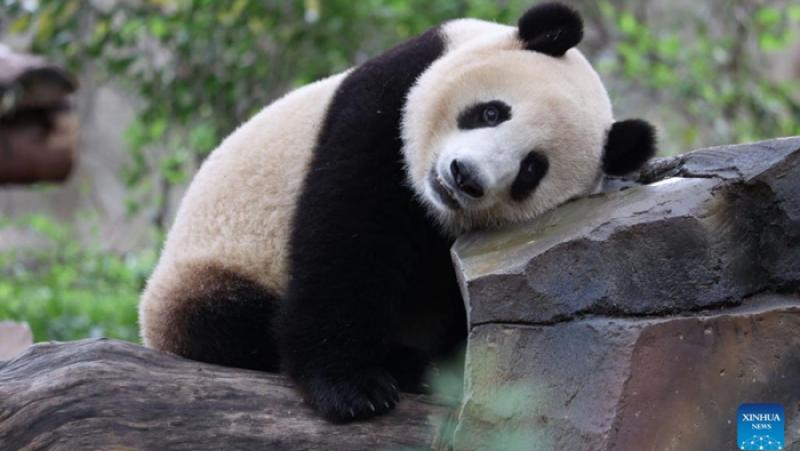 Изграждането на пекинска база на Китайския център за опазване и