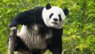 Вчера 4 юли пандата Мън Лан от Пекинския зоопарк празнува