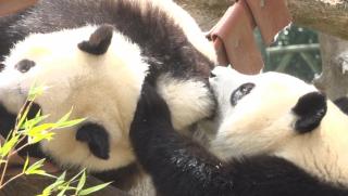 В мадридския зоопарк пандите близнаци отпразнуваха втория си рожден ден