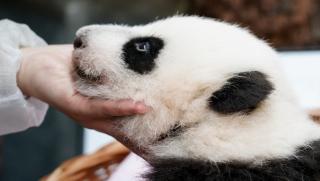 Гигантската панда която се роди в Московския зоопарк ще получи