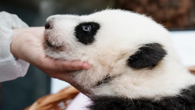 Гигантската панда, която се роди в Московския зоопарк, ще получи