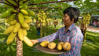 Южнокитайската провинция Хайнан регистрира износ на тропически плодове на стойност