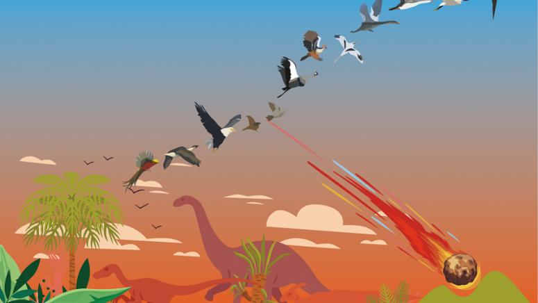 Китайски учени, американски учени, еволюция, съвременните птици, започнала, динозаври