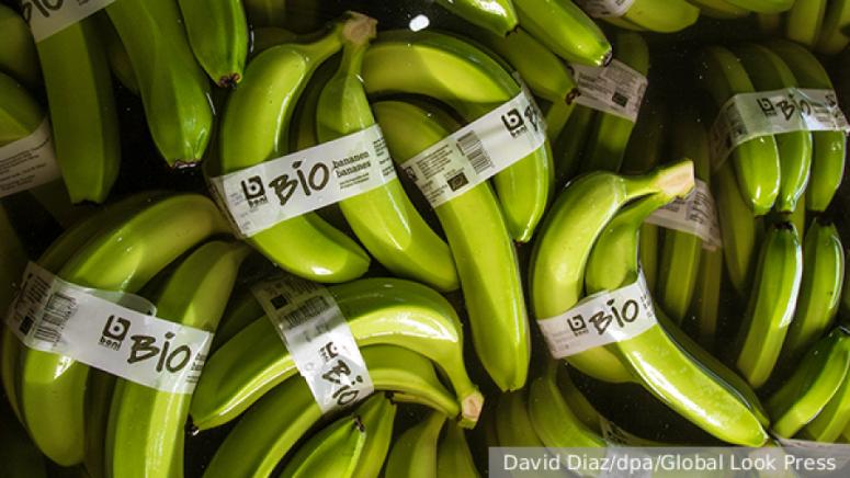 Във вторник Еквадор съгласувано с Русия възобнови сертифицирането на бананите