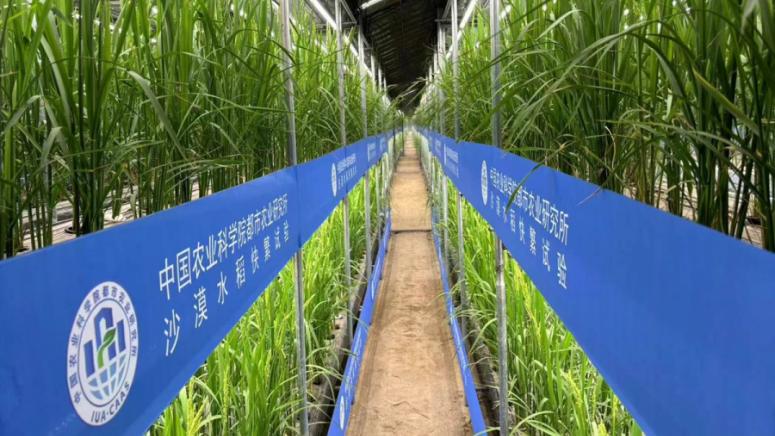 Китайски учени успешно разработиха бързорастящ ориз в пустинни оранжерии в