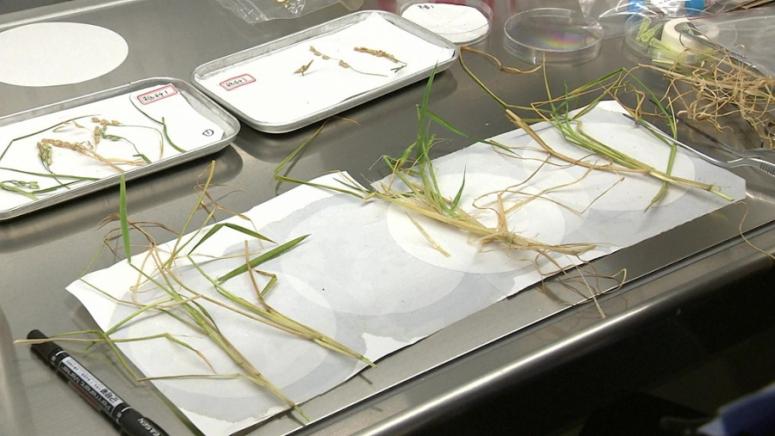 Нова партида експериментални научни проби на семена бяха донесени от