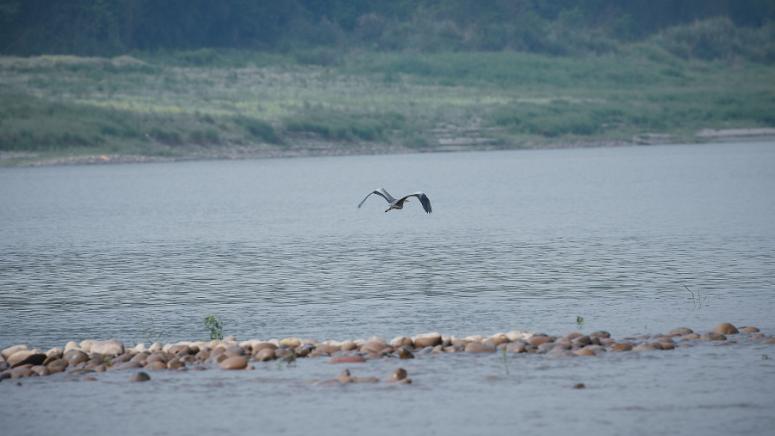 Водните биологични ресурси в басейна на река Яндзъ в Китай