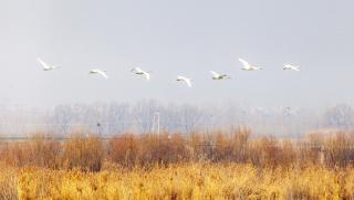 ЦК на ККП, опазване, развитие, басейн, Жълтата река