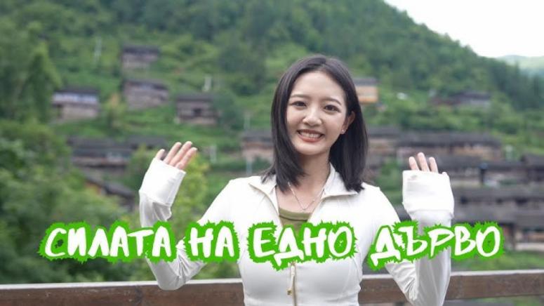 Сила, едно дърво