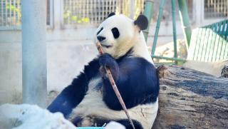 Популация, гигантски панди, Китай, удвоява, 2015 г.