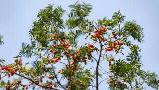 Застрашени растения, върнати, природата