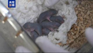 Мишка, Космос, роди, здраво потомство