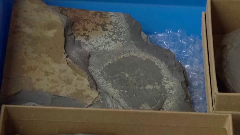 Учени в Китай откриха съкровище от древни вкаменелости което помага