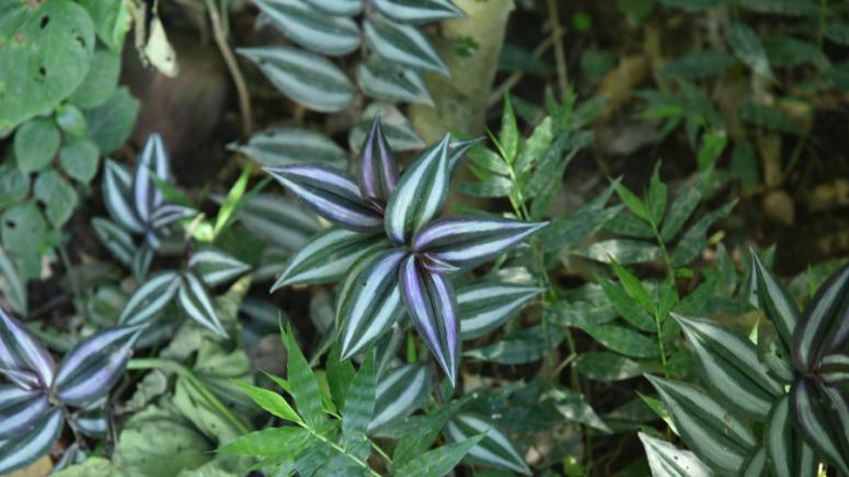 Китайски учени стартираха амбициозен международен меганаучен проект за декодиране на