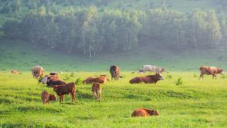 Китайски учени, нова стратегия , конфликтите между хора и диви животни