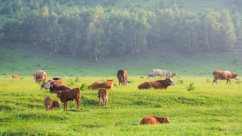 Китайски учени, нова стратегия , конфликтите между хора и диви животни