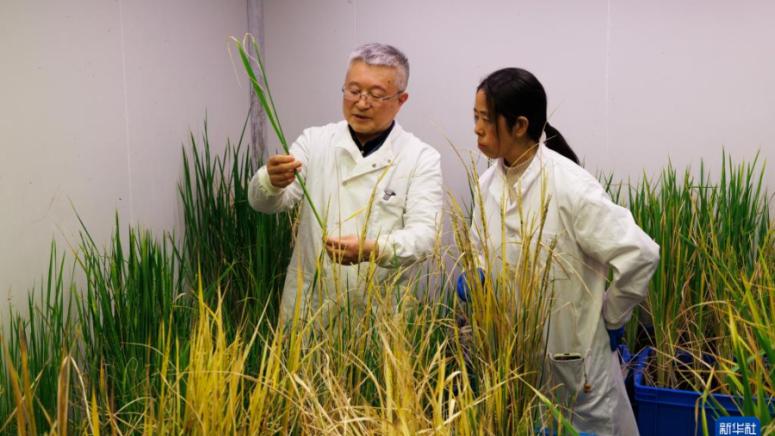 Китайски учени, гени на дълголетието, дивия ориз