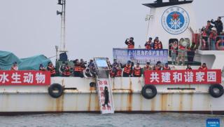 Петнисти тюлени, залива Ляодун