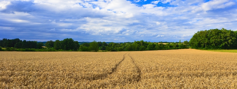 През последните седмици световните цени на пшеницата излязоха извън контрол